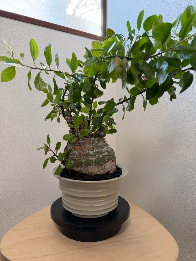 フォークイエリア　ファシクラータ　扁平