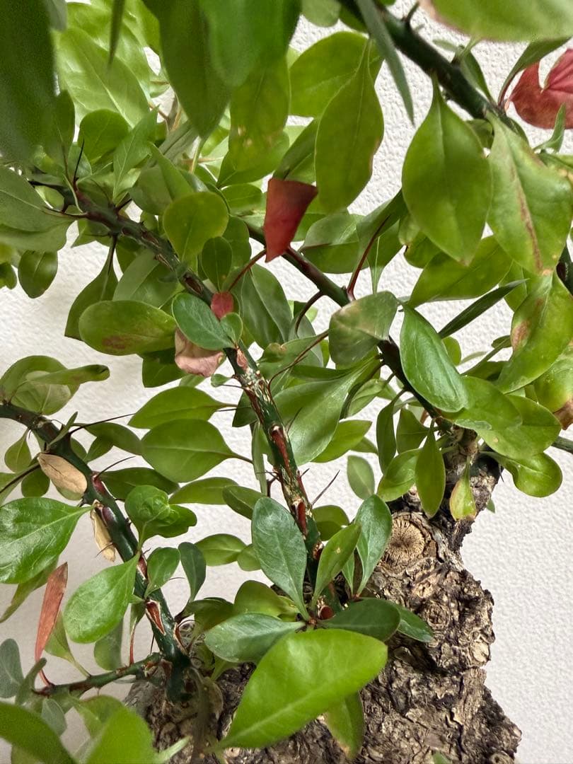 フォークイエリア　ファシクラータ　扁平