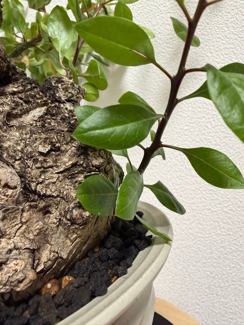 フォークイエリア　ファシクラータ　扁平