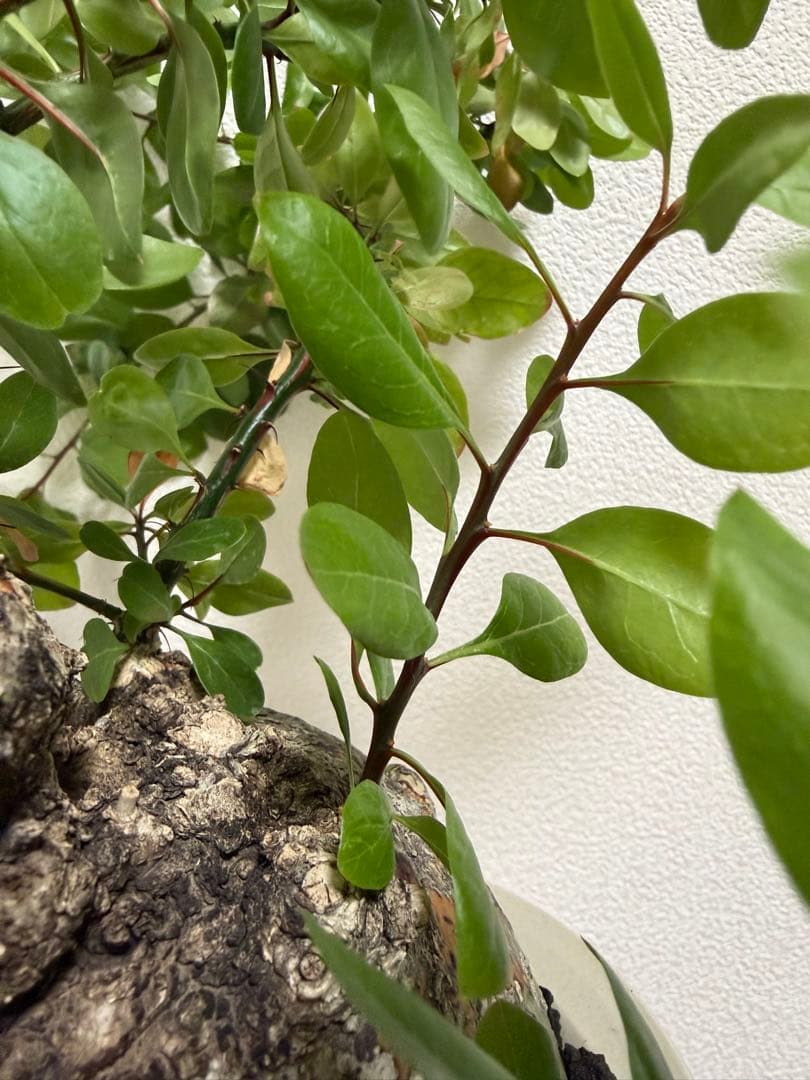 フォークイエリア　ファシクラータ　扁平