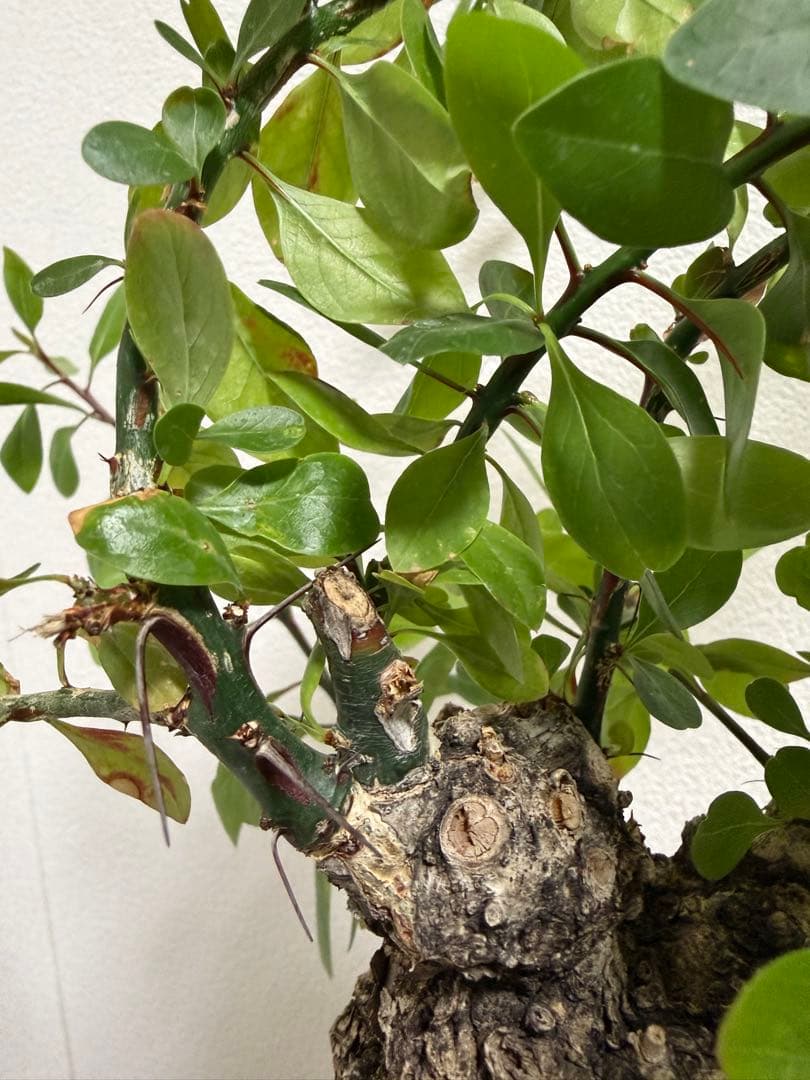 フォークイエリア　ファシクラータ　扁平