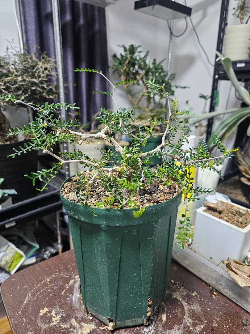 【良血統】オペルクリカリア パキプス