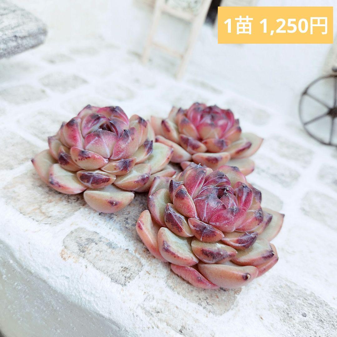 ブラックピル◎多肉植物 カット苗 輸入苗 エケベリア等