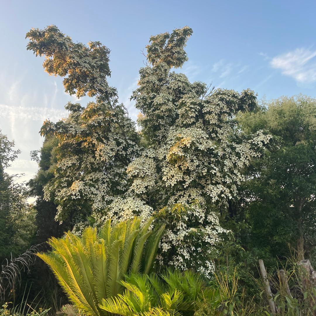 常緑ヤマボウシ 月光 株立