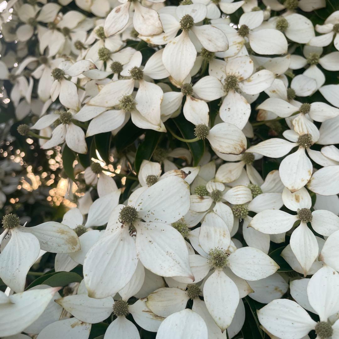 常緑ヤマボウシ 月光 株立