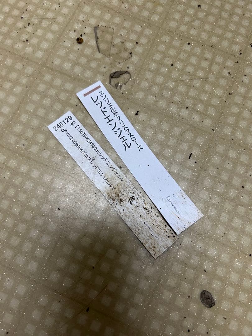 レッドエンジェル 加藤農園 クリスマスローズ 同梱可能