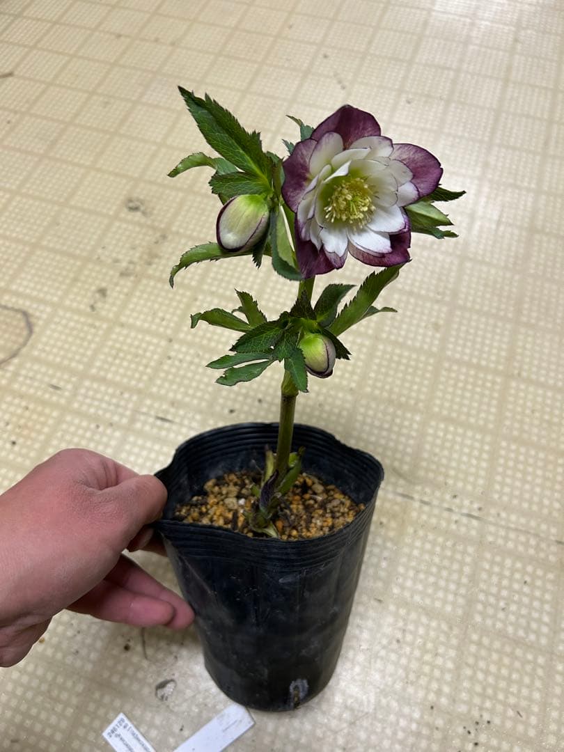 レッドエンジェル 加藤農園 クリスマスローズ 同梱可能