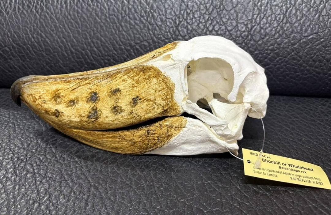 高品質　ハシビロコウ 頭骨（レプリカ）