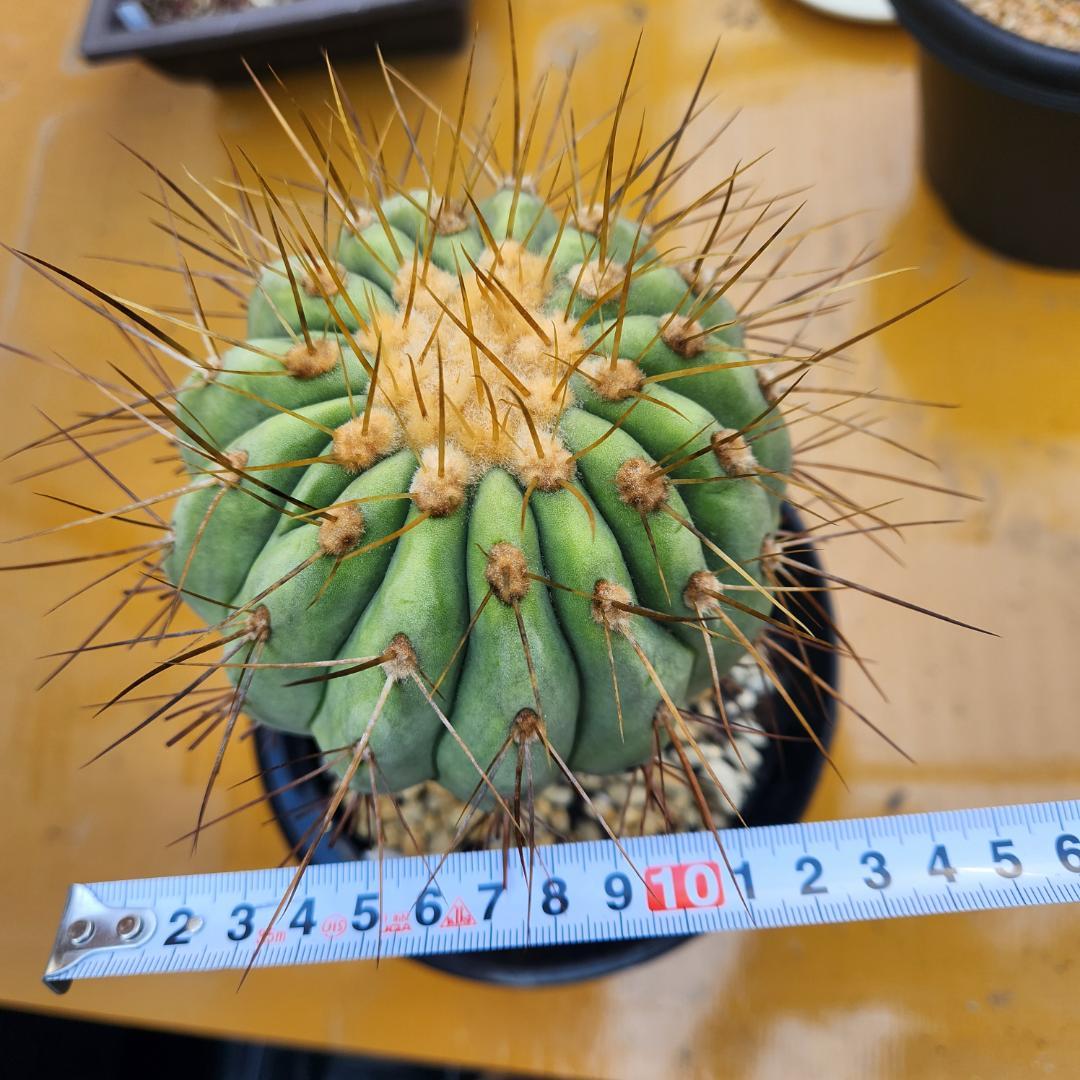 コピアポア　ギガンティア台付き