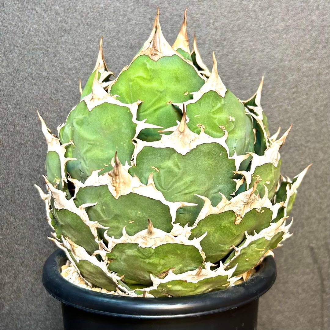 【超美株】アガベ　チタノタ　ボール株　発根済み株