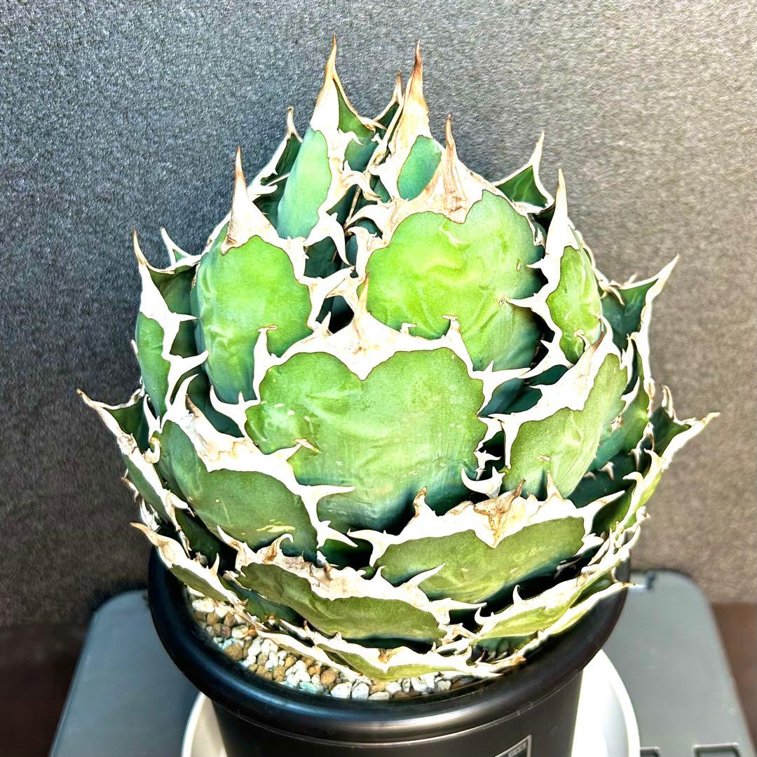 【超美株】アガベ　チタノタ　ボール株　発根済み株