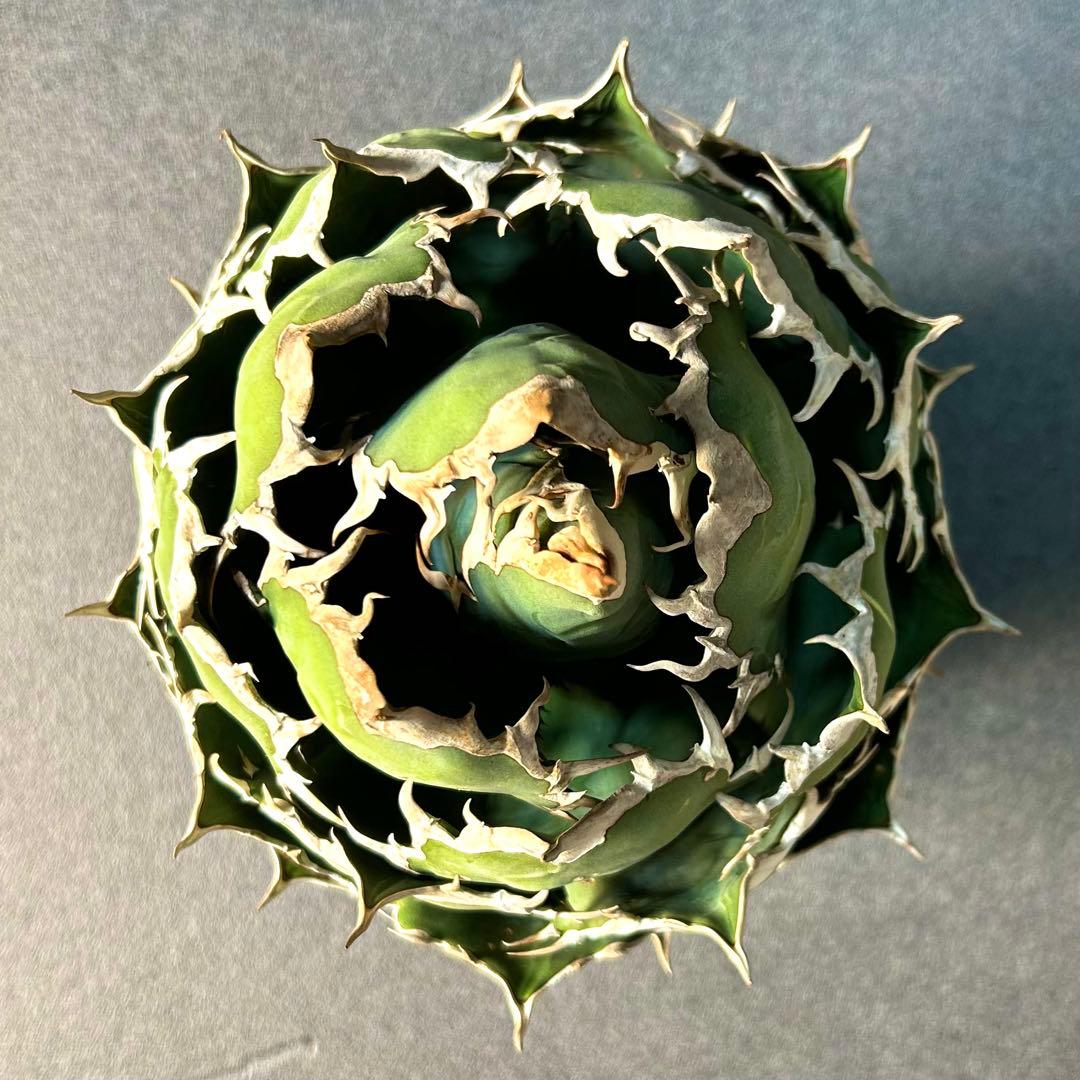 【超美株】アガベ　チタノタ　ボール株　発根済み株