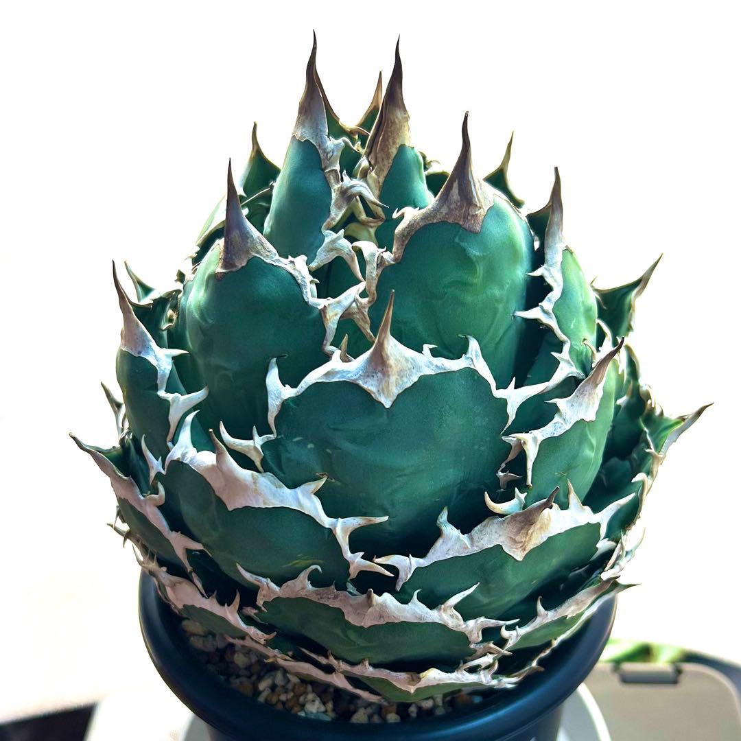 【超美株】アガベ　チタノタ　ボール株　発根済み株