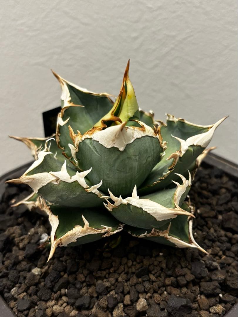 アガベ オテロイ 実生特選 ドワーフタイプ OC