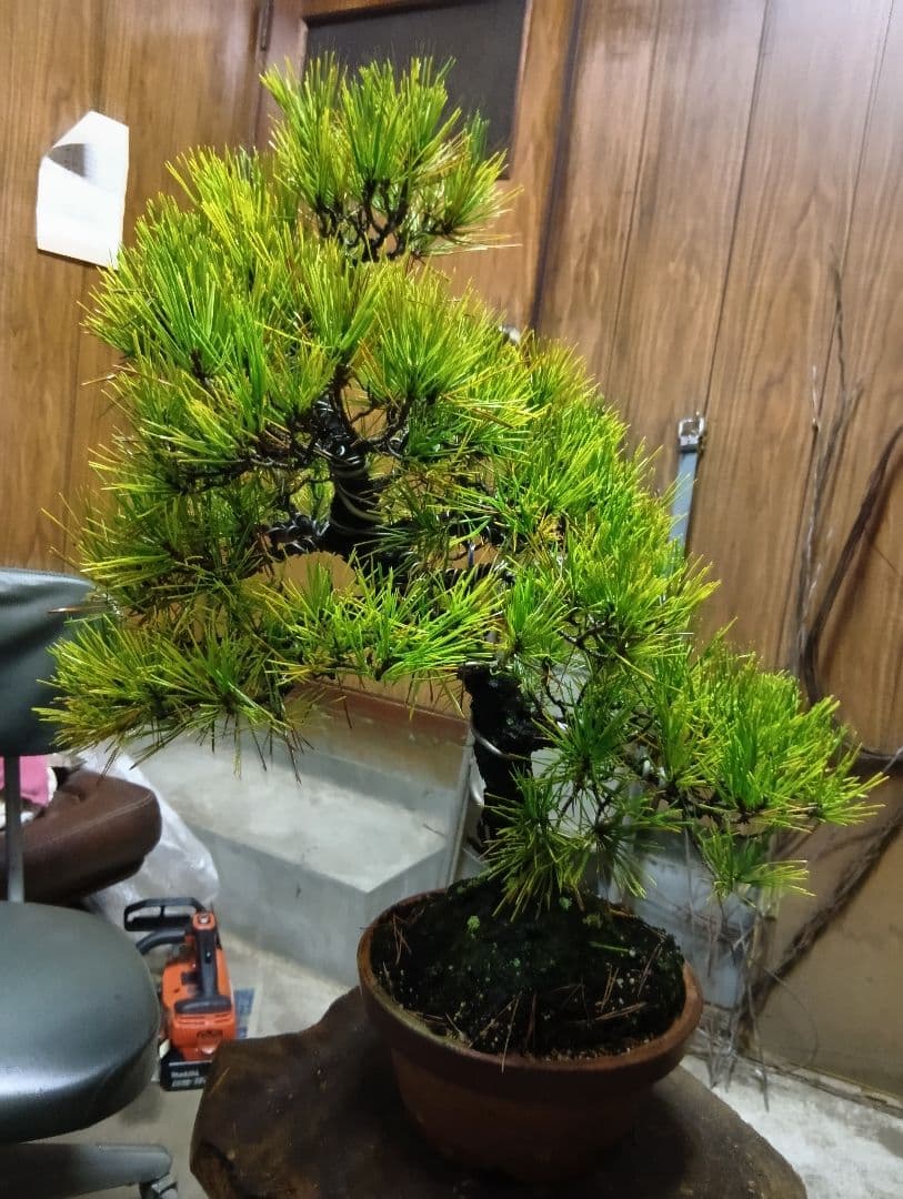 黒松（盆栽持ち込み古い）