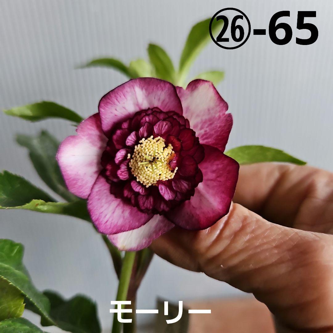 ぱぺこ様ご購入苗㉖-65㉖-135クリスマスローズ