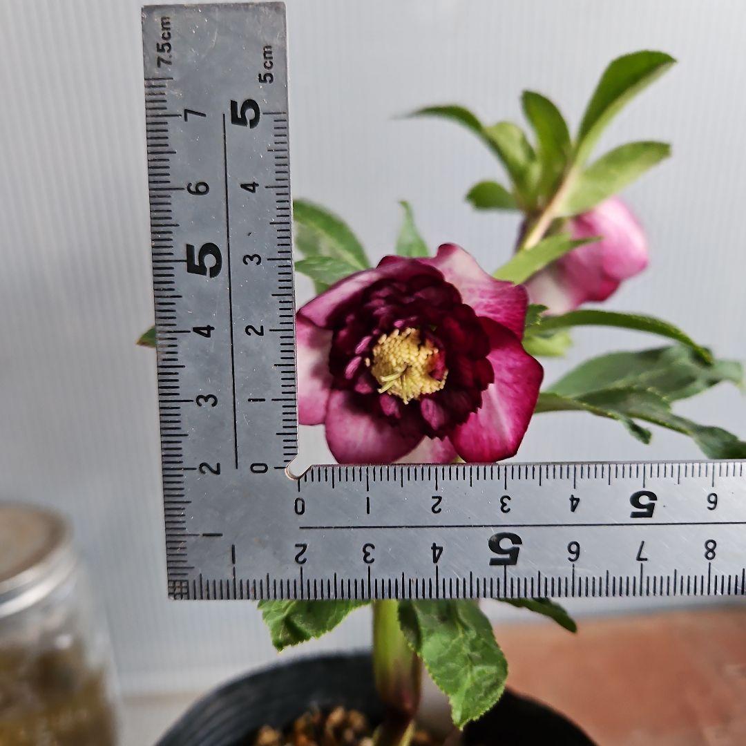 ぱぺこ様ご購入苗㉖-65㉖-135クリスマスローズ