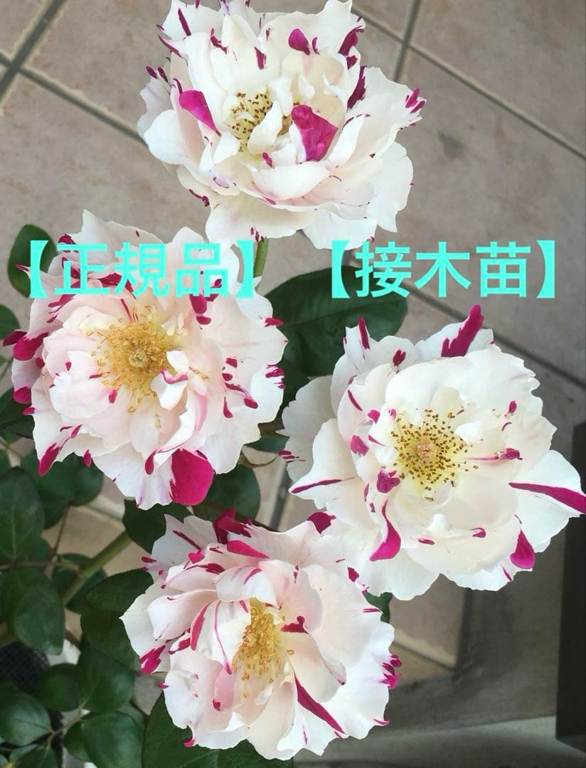 【レア薔薇】【ラベル付】【正規品】イチゴイチエ　一期一会