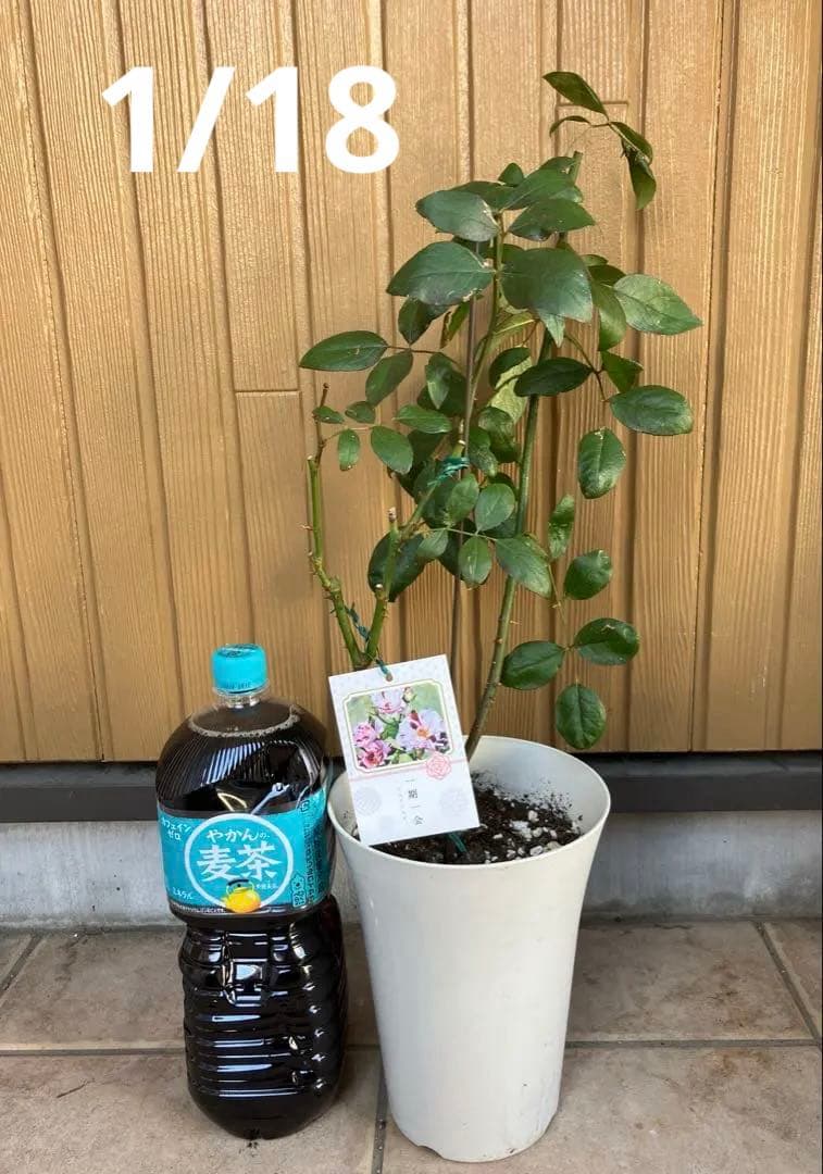 【レア薔薇】【ラベル付】【正規品】イチゴイチエ　一期一会