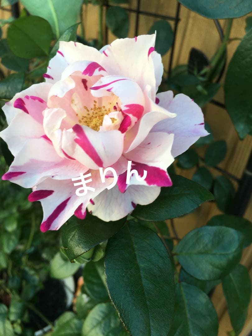 【レア薔薇】【ラベル付】【正規品】イチゴイチエ　一期一会