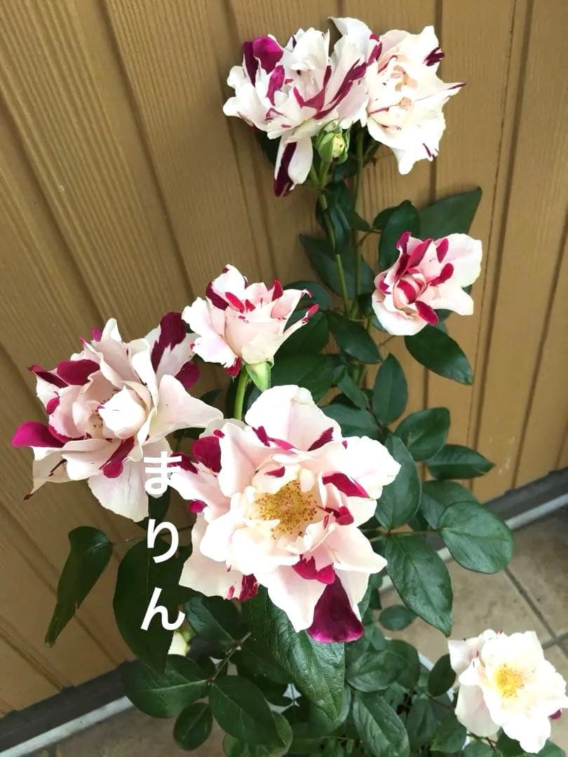 【レア薔薇】【ラベル付】【正規品】イチゴイチエ　一期一会