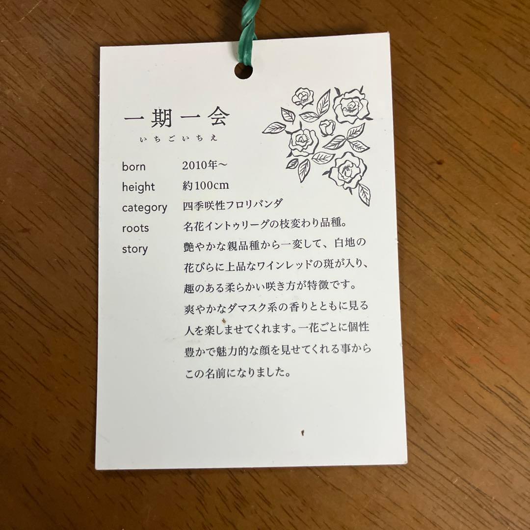 【レア薔薇】【ラベル付】【正規品】イチゴイチエ　一期一会