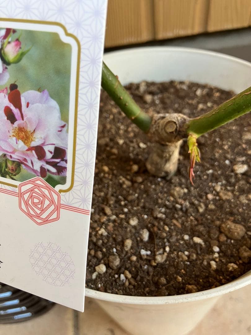 【レア薔薇】【ラベル付】【正規品】イチゴイチエ　一期一会