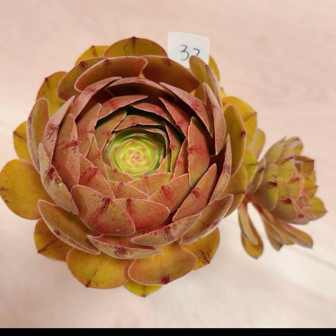 77#アエオニウム❤️ハロウィンブラック糸引き锦❤️1大頭2小頭2子芽16cm拨き苗