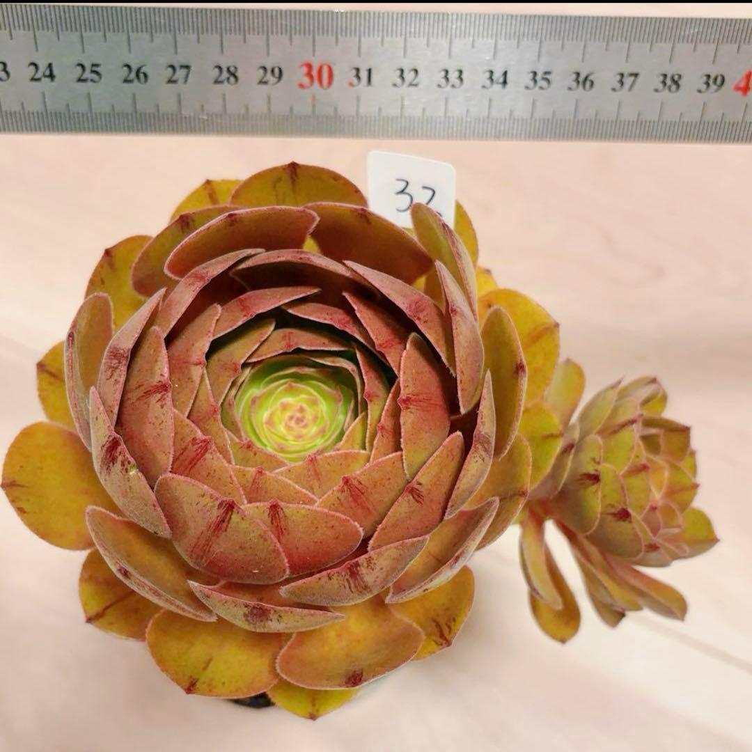 77#アエオニウム❤️ハロウィンブラック糸引き锦❤️1大頭2小頭2子芽16cm拨き苗