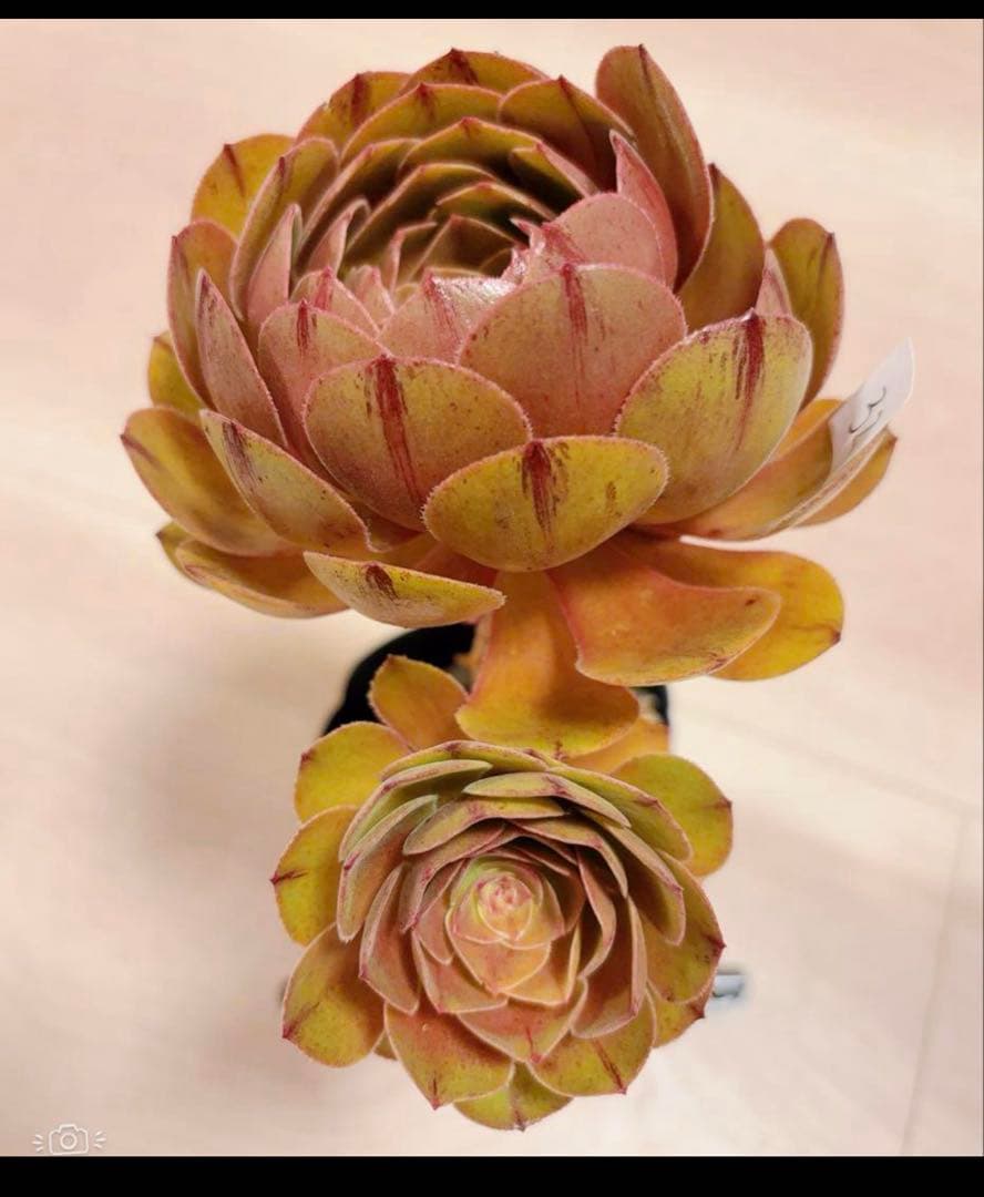 77#アエオニウム❤️ハロウィンブラック糸引き锦❤️1大頭2小頭2子芽16cm拨き苗