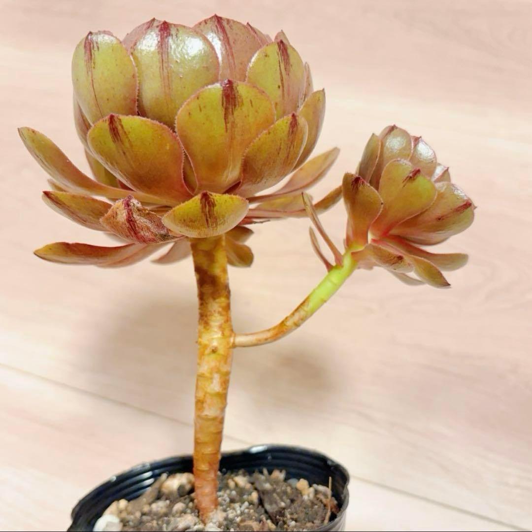 77#アエオニウム❤️ハロウィンブラック糸引き锦❤️1大頭2小頭2子芽16cm拨き苗