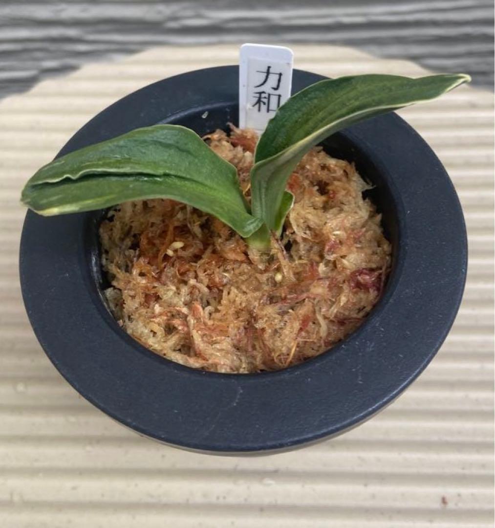 万年青 おもと 力和（りきわ）2才苗