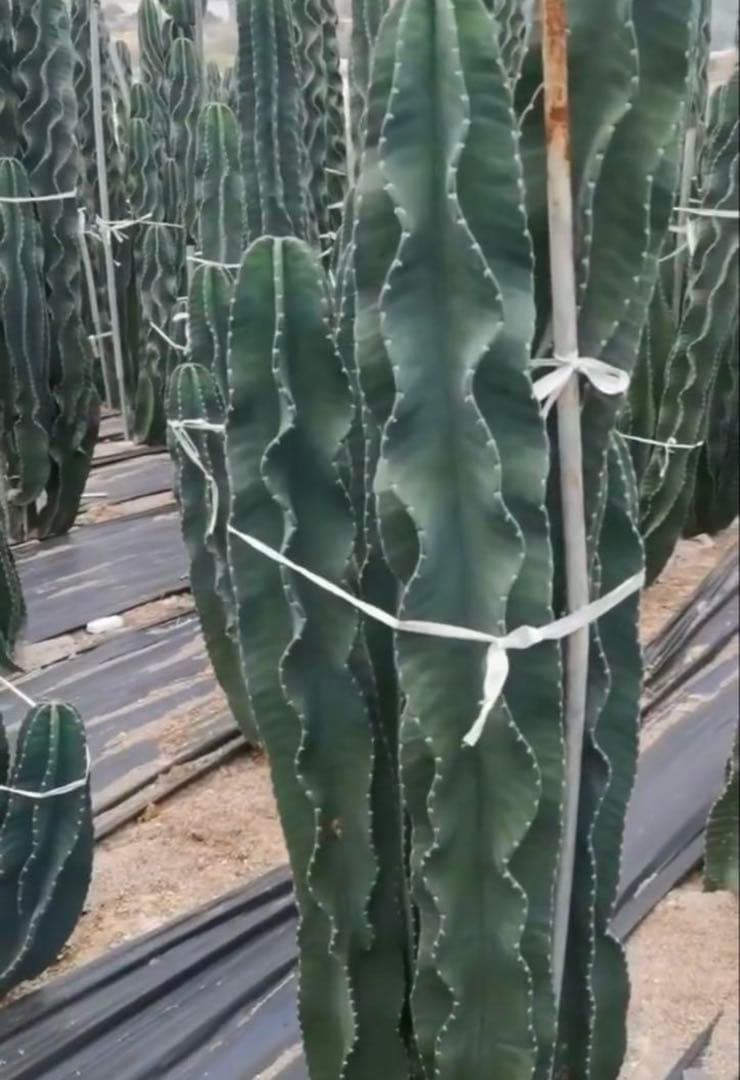 多肉植物 セレウス レパンドゥス ペルー リンゴ サボテン （カキコ)