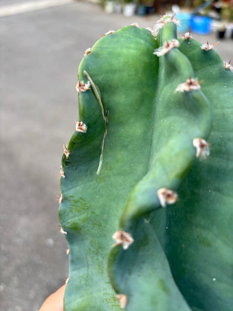 多肉植物 セレウス レパンドゥス ペルー リンゴ サボテン （カキコ)