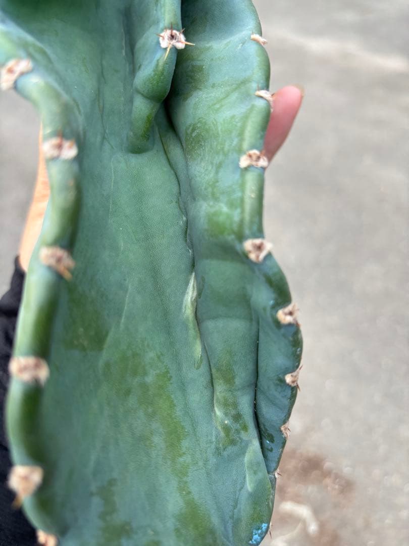 多肉植物 セレウス レパンドゥス ペルー リンゴ サボテン （カキコ)