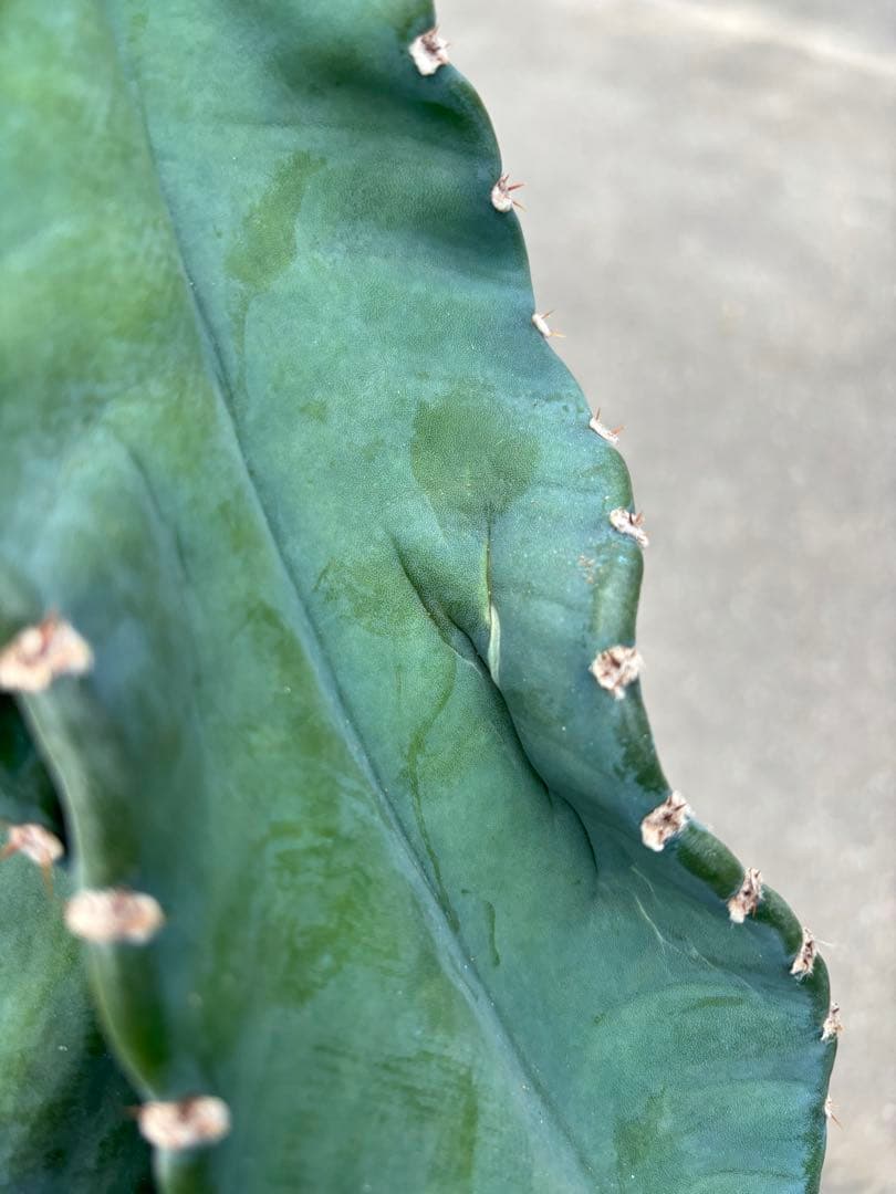 多肉植物 セレウス レパンドゥス ペルー リンゴ サボテン （カキコ)