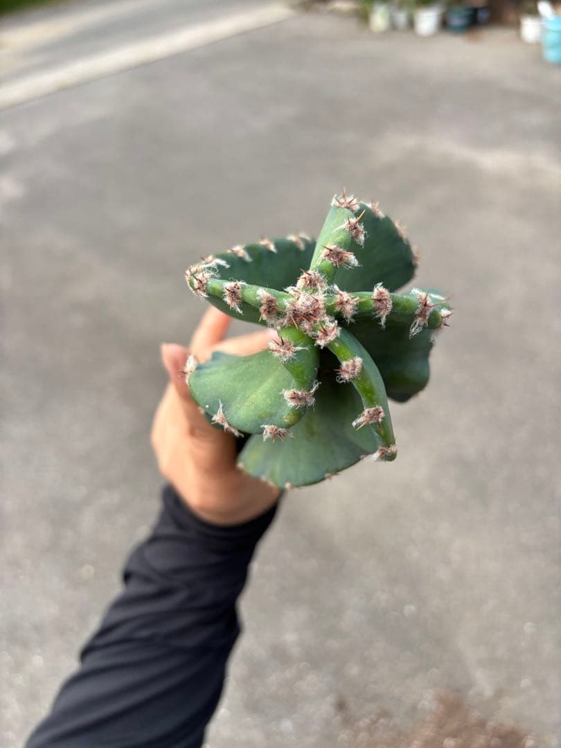 多肉植物 セレウス レパンドゥス ペルー リンゴ サボテン （カキコ)