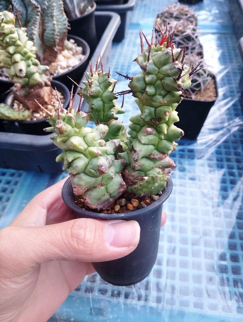 極太 ユーフォルビア ホリダ モンスト