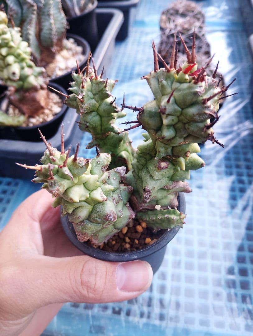 極太 ユーフォルビア ホリダ モンスト