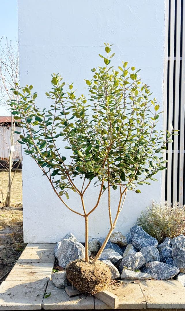 超美形。仕立てフェイジョア1.7M(鉢底から)品番C