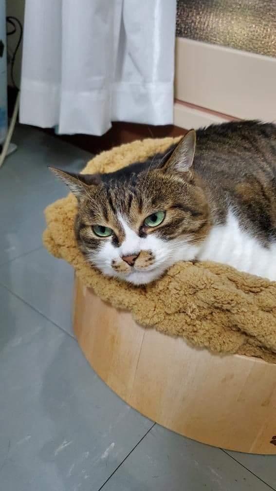 カフェマット  お昼寝マット ペットマット　オーダー承ります