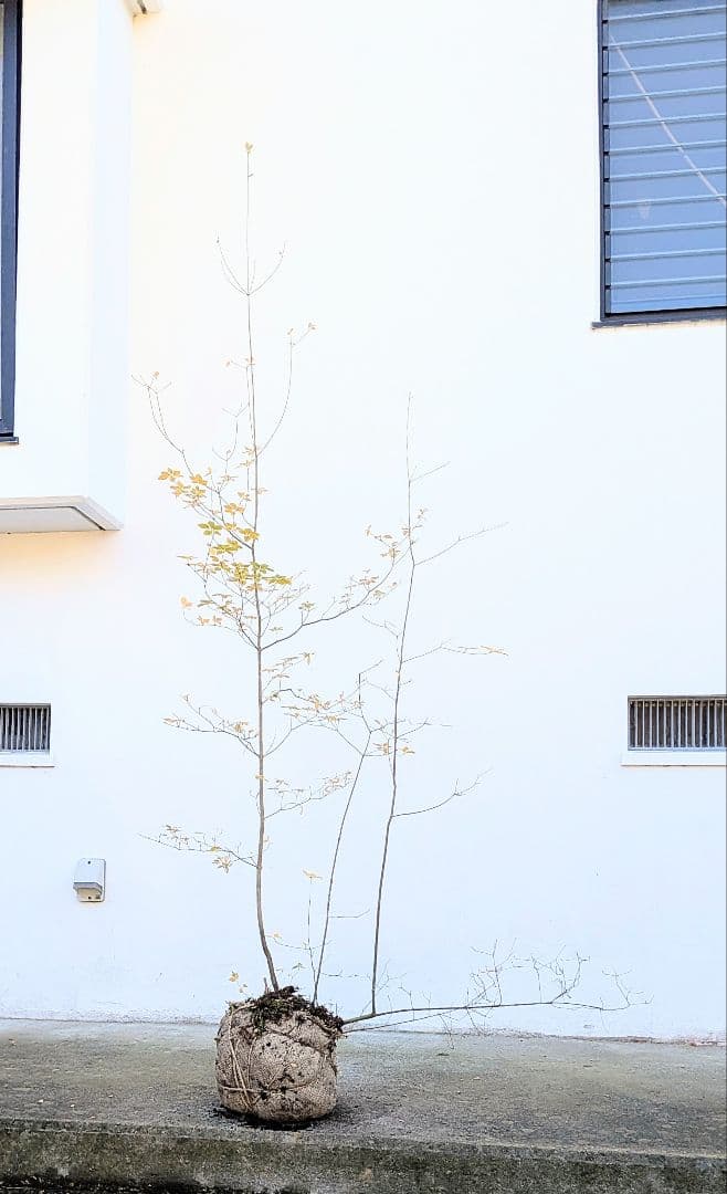 鮮美。山採りドウダンツツジ。