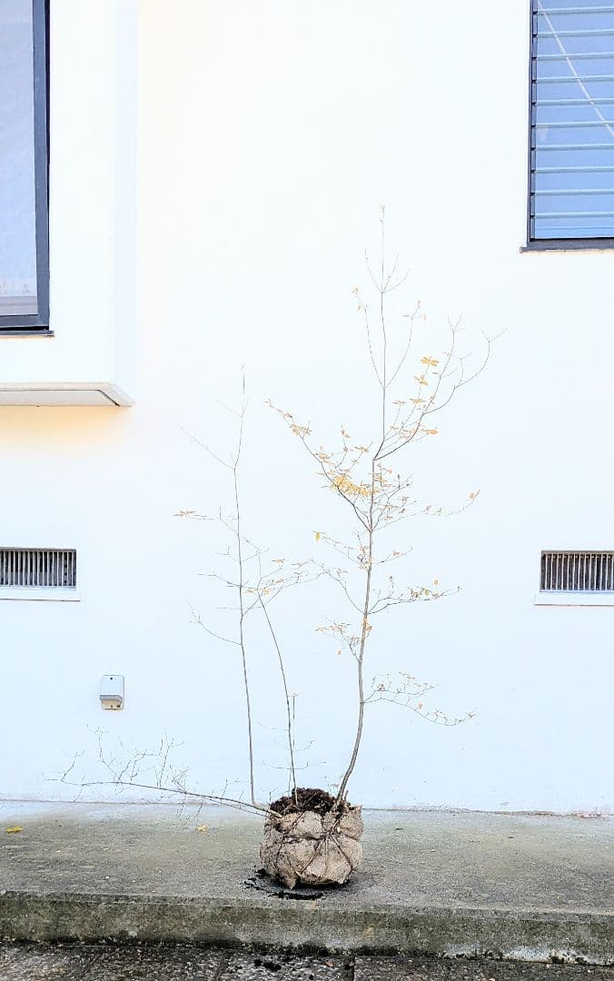 鮮美。山採りドウダンツツジ。