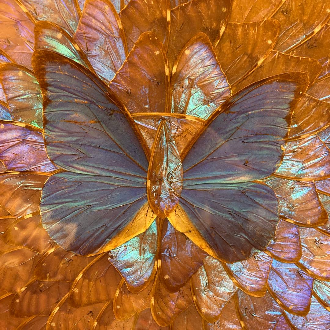 モルフォ蝶　貼り絵　アート