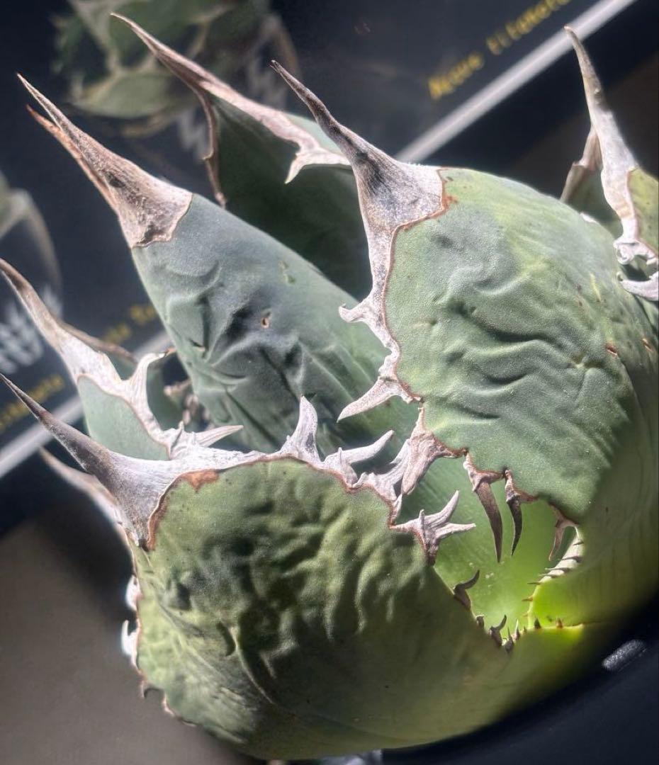 限定品！アガベオアハカオテロイ現地球（極上株）超S級良形superオアハカ大株！