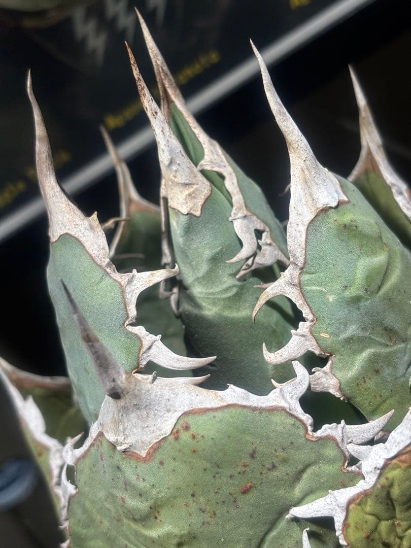 限定品！アガベオアハカオテロイ現地球（極上株）超S級良形superオアハカ大株！