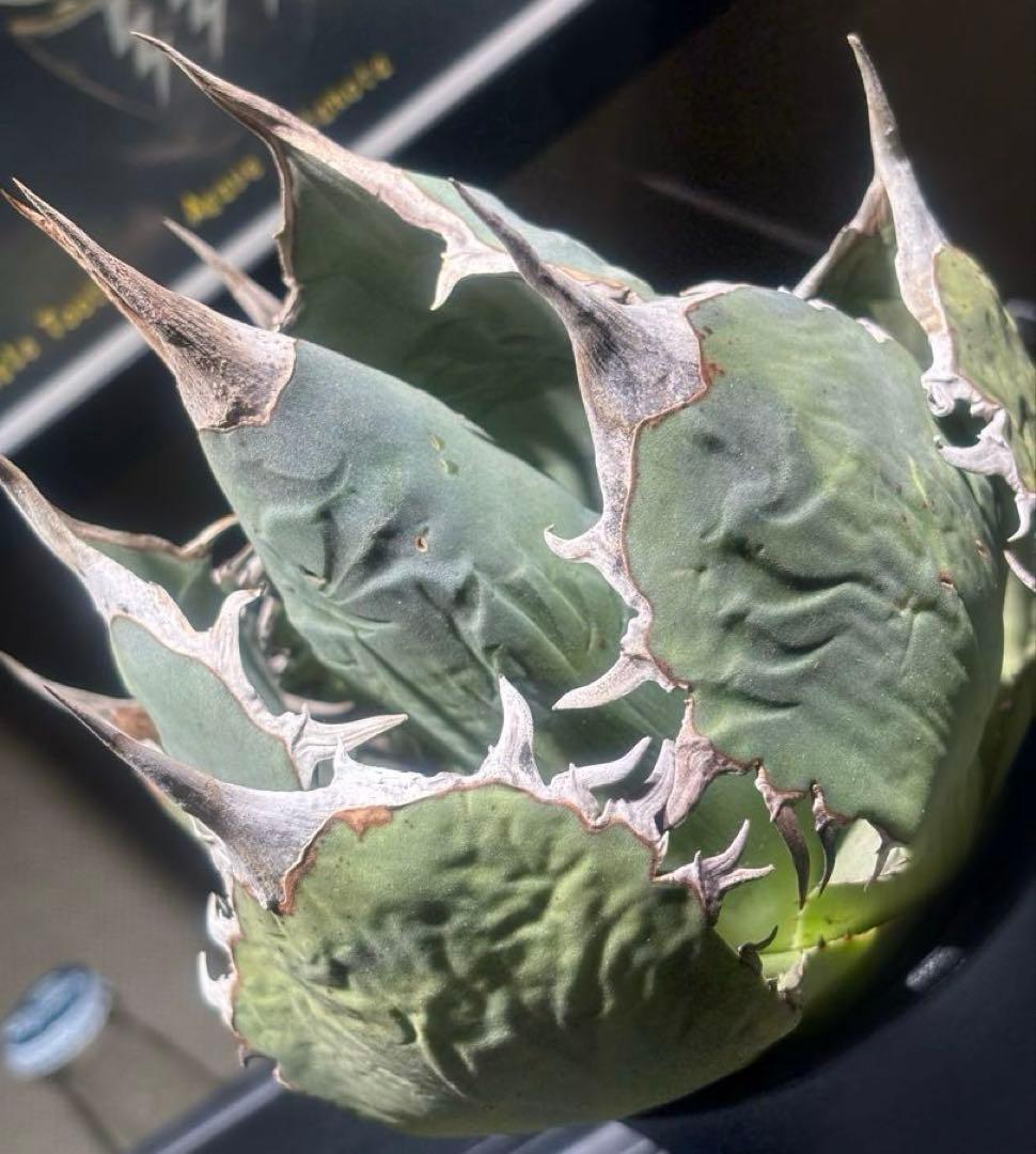 限定品！アガベオアハカオテロイ現地球（極上株）超S級良形superオアハカ大株！