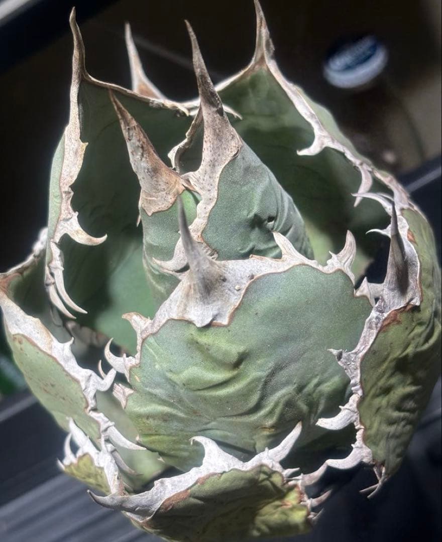 限定品！アガベオアハカオテロイ現地球（極上株）超S級良形superオアハカ大株！