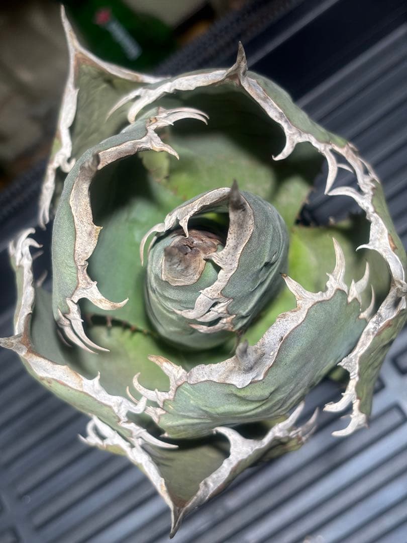 限定品！アガベオアハカオテロイ現地球（極上株）超S級良形superオアハカ大株！