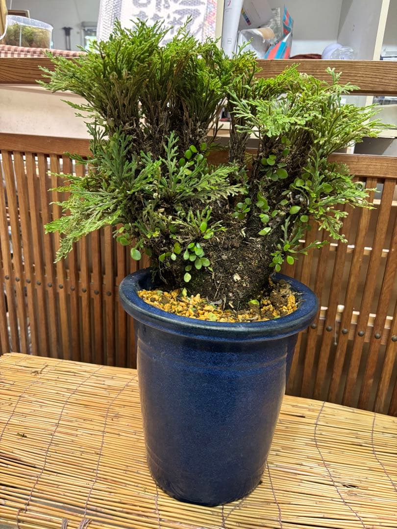 ❼金運UP イワヒバ １５首長最上株物 超多幹１５ ３０年以上物 激安